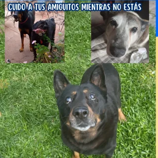 Pensión y guardería canina