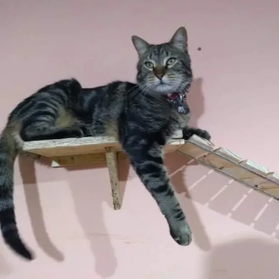 Foto de la publicación