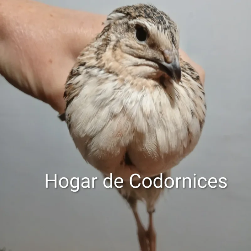 Foto de la publicación