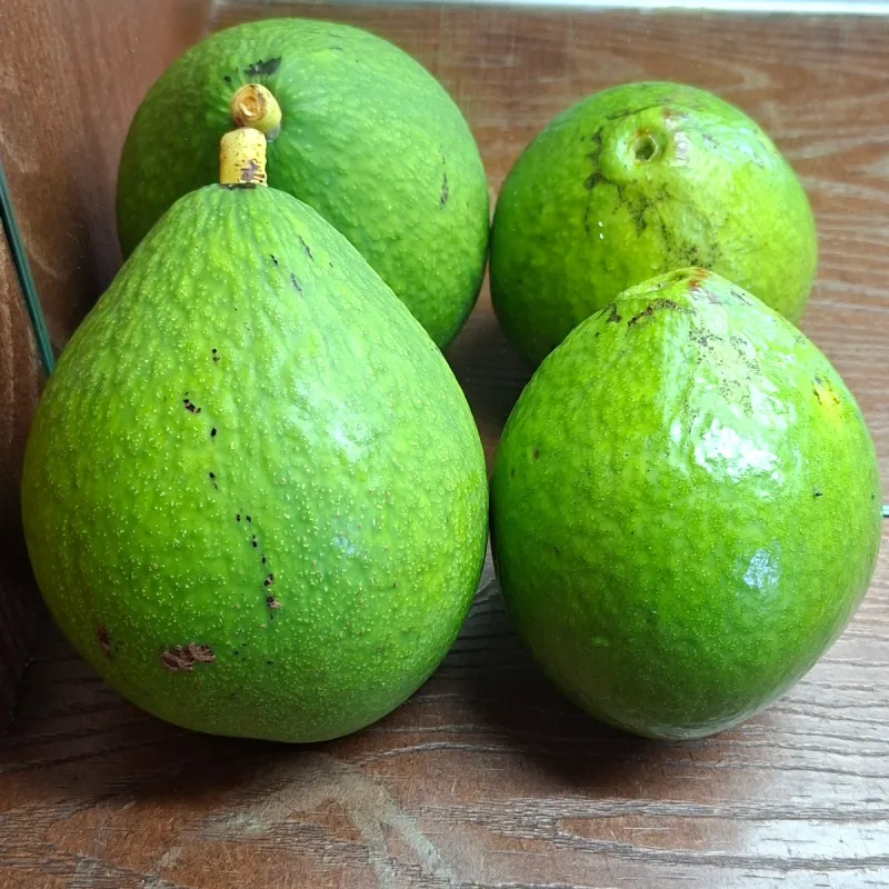 Foto de la publicación
