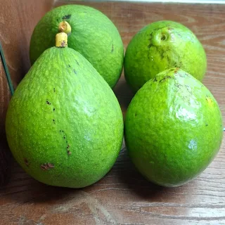 Paltas orgánica Cosechada del árbol